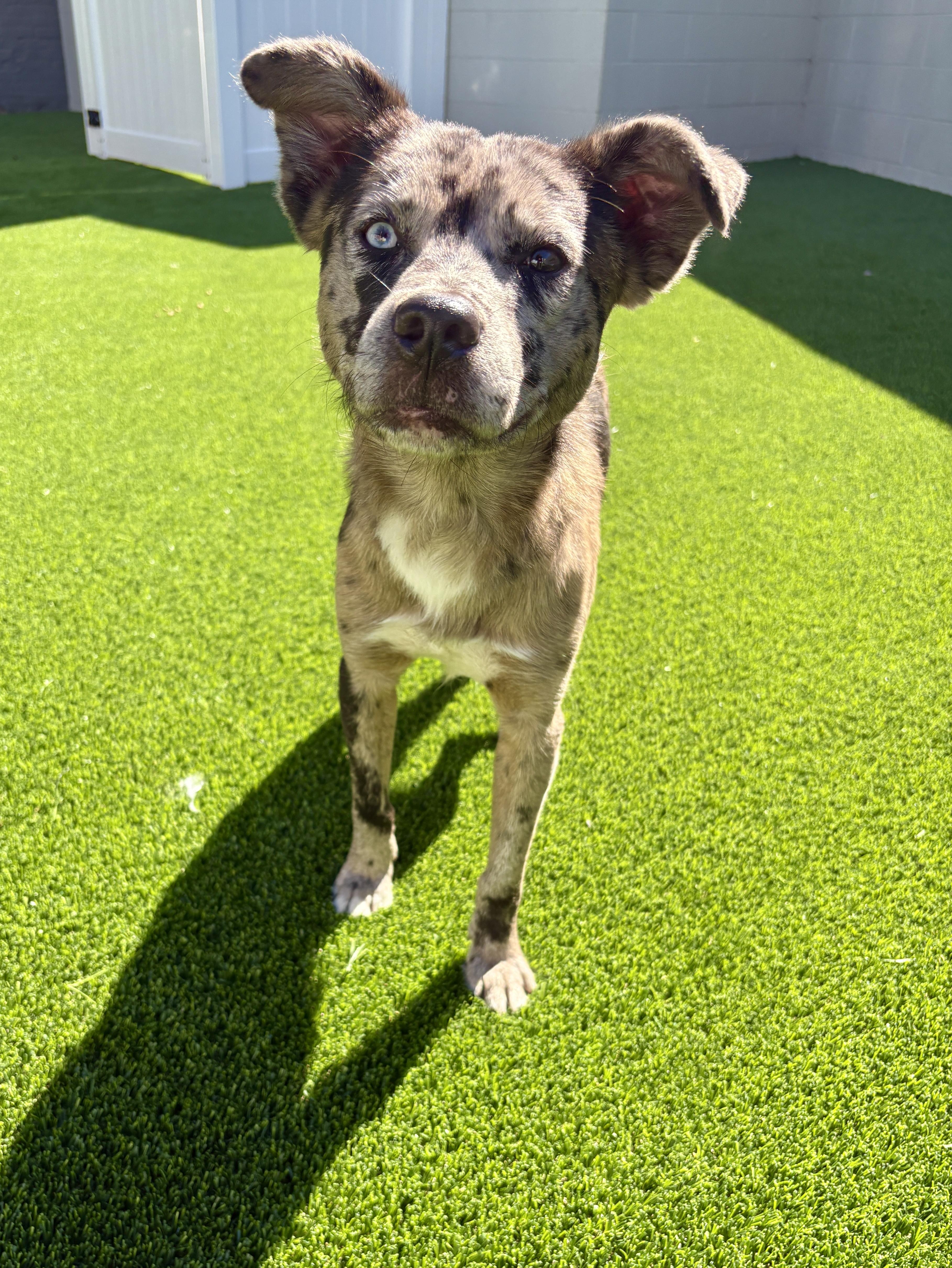 Enlarge Biltmore, a Adopted mixed breed in Detroit, MI image 5/5