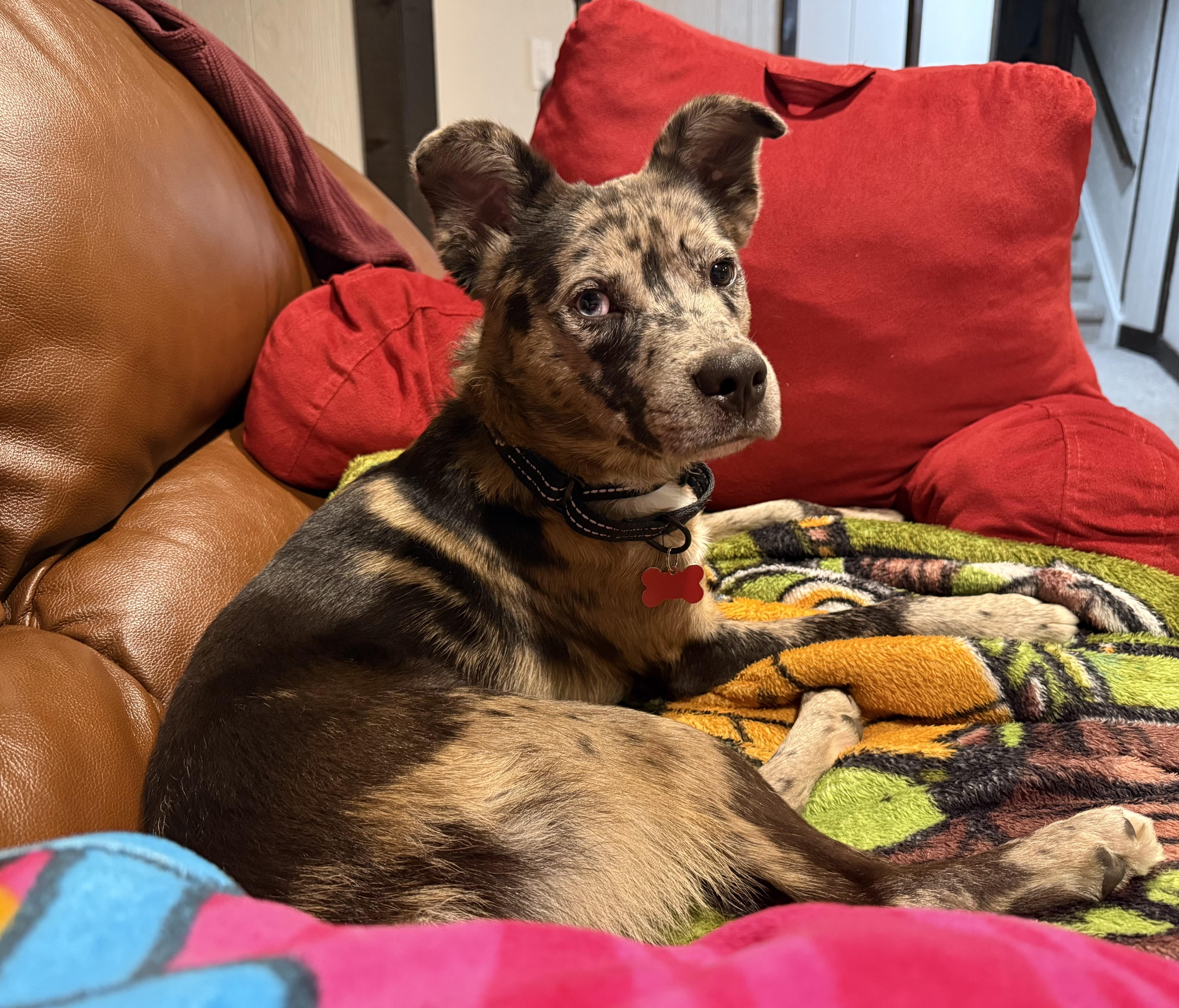 Enlarge Biltmore, a Adopted mixed breed in Detroit, MI image 3/5