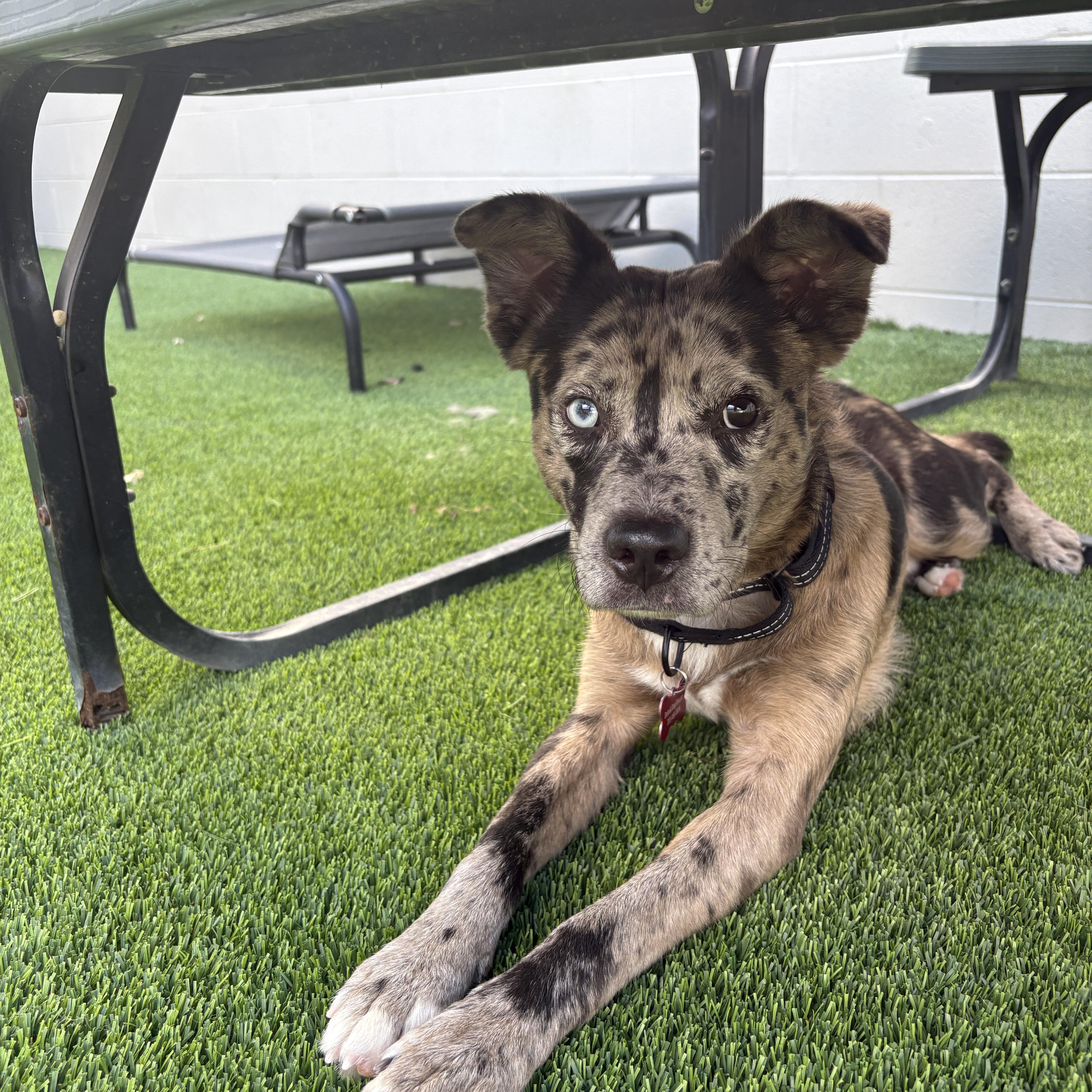 Enlarge Biltmore, a Adopted mixed breed in Detroit, MI image 1/5