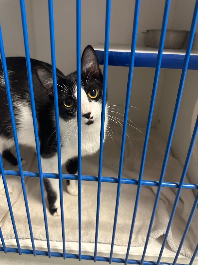 Enlarge Latto, a ADOPTABLE Domestic Short Hair in Clinton, IL image 2/2