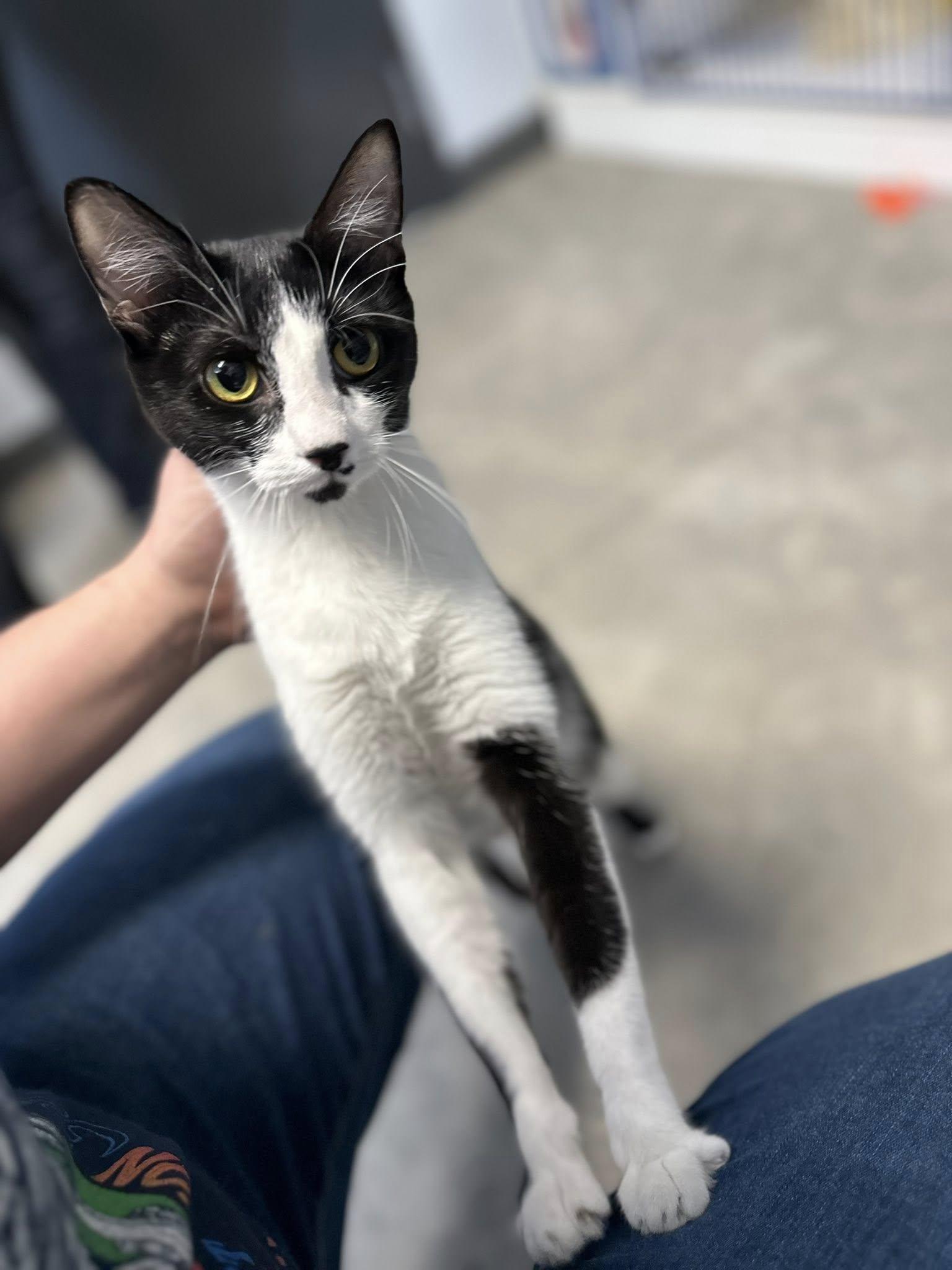 Enlarge Latto, a ADOPTABLE Domestic Short Hair in Clinton, IL image 1/2