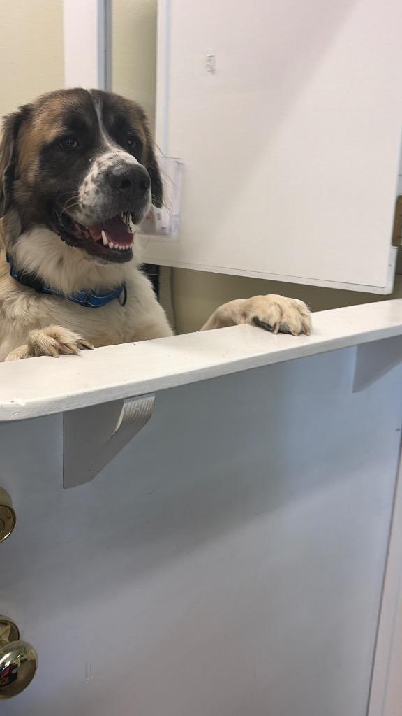 Ruff Ryder, Adoptable, Young Male Anatolian Shepherd & Great Pyrenees.