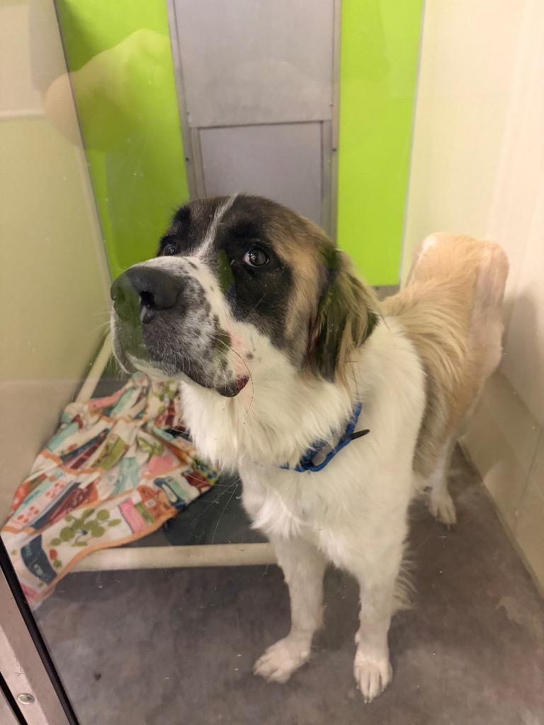 Enlarge Ruff Ryder, a Adoptable mixed breed in Neosho, MO image 2/6