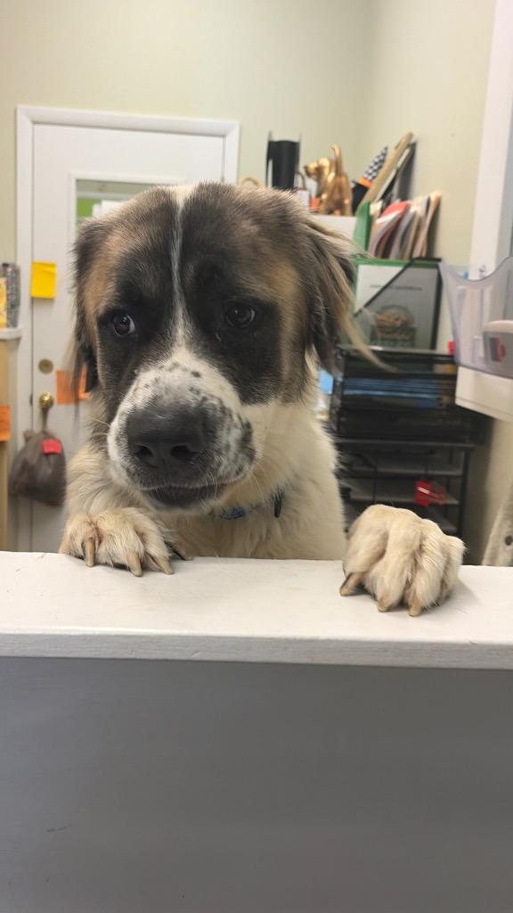 Enlarge Ruff Ryder, a Adoptable mixed breed in Neosho, MO image 3/6