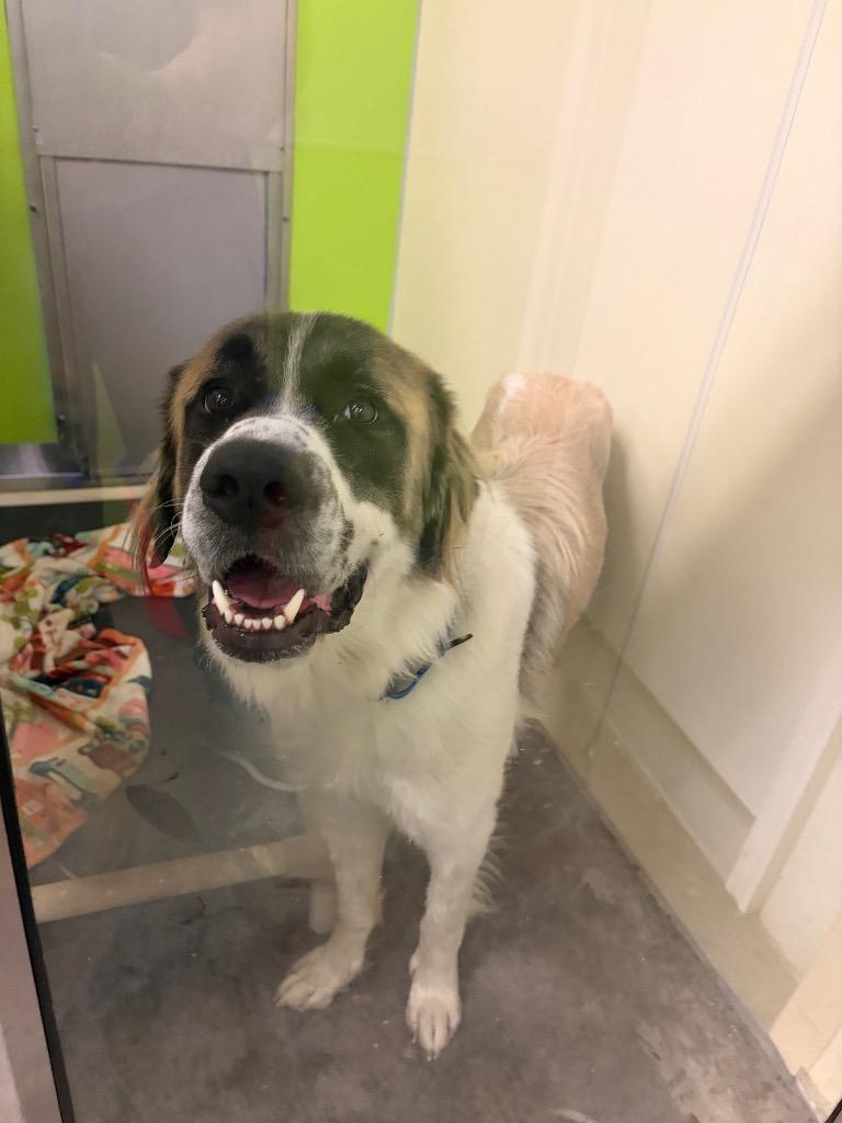 Enlarge Ruff Ryder, a Adoptable mixed breed in Neosho, MO image 4/6