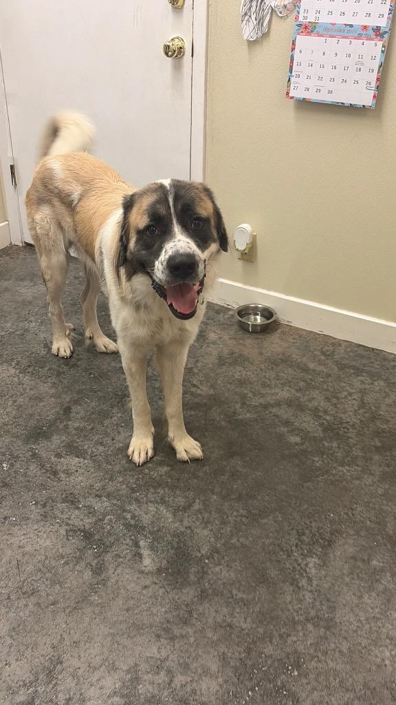 Enlarge Ruff Ryder, a Adoptable mixed breed in Neosho, MO image 5/6