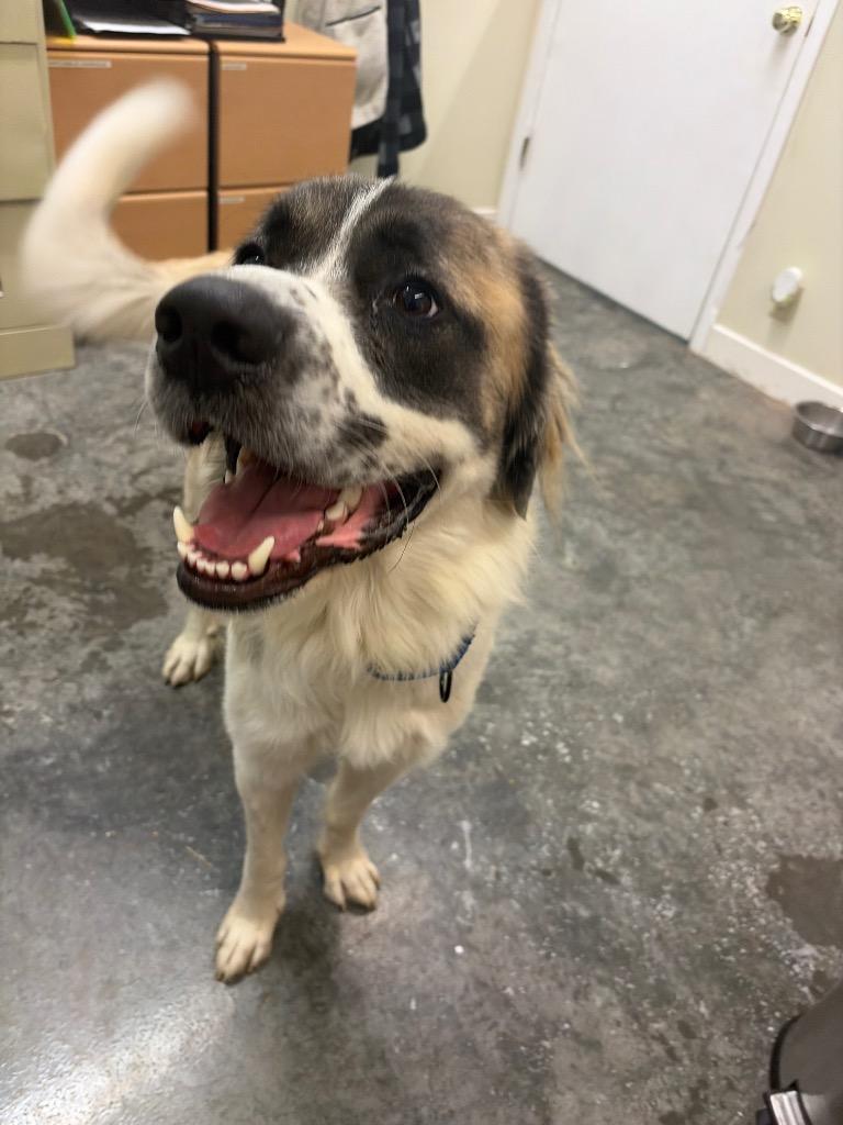 Enlarge Ruff Ryder, a Adoptable mixed breed in Neosho, MO image 6/6