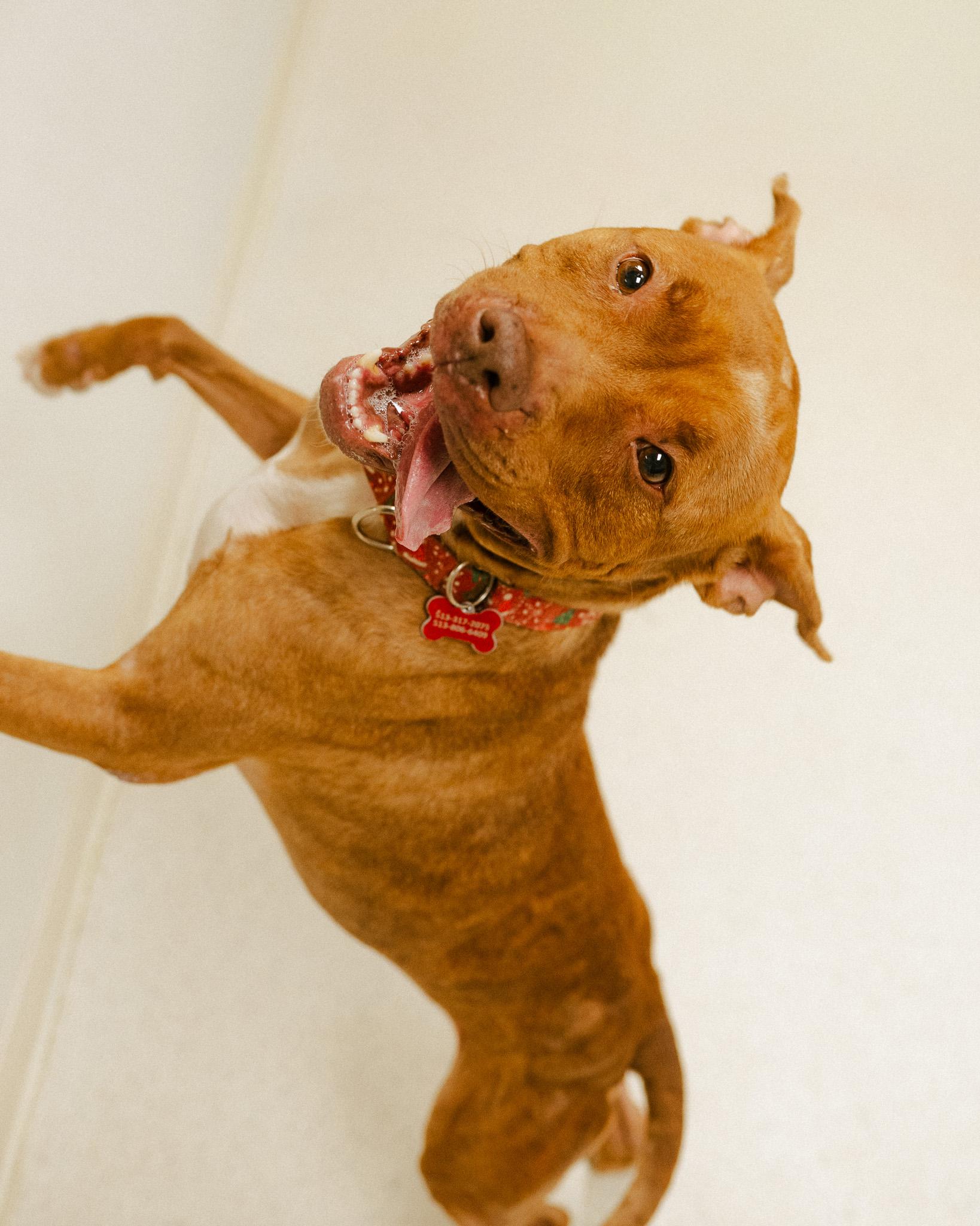 Enlarge Nutmeg, a ADOPTABLE mixed breed in Cincinnati, OH image 4/4