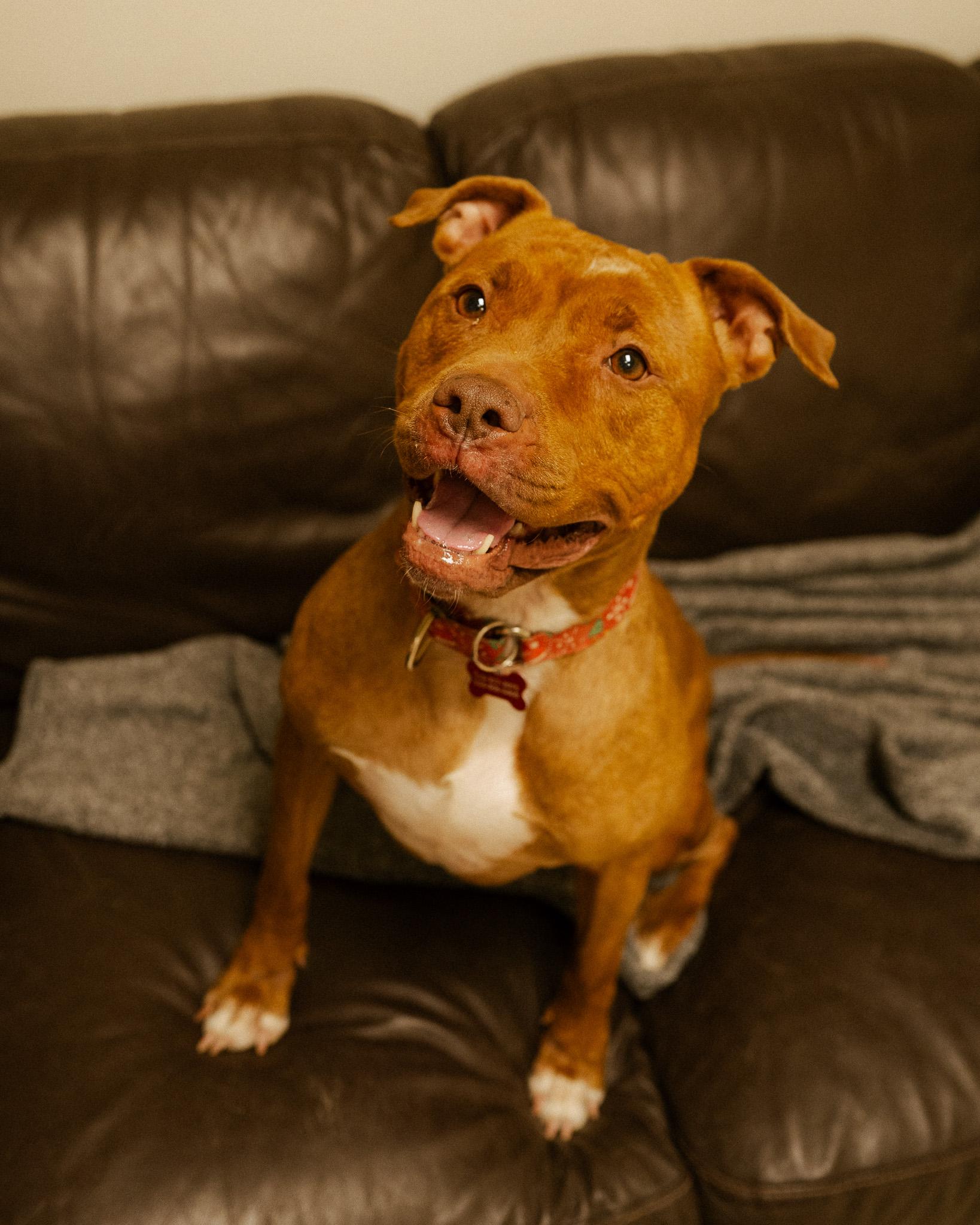 Enlarge Nutmeg, a ADOPTABLE mixed breed in Cincinnati, OH image 1/4