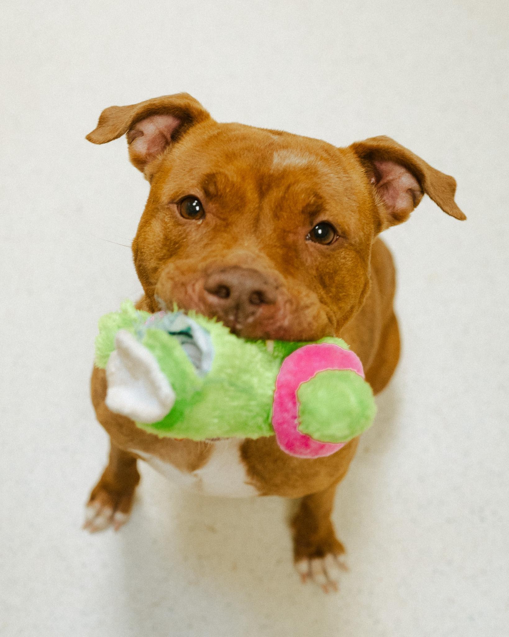 Enlarge Nutmeg, a ADOPTABLE mixed breed in Cincinnati, OH image 3/4