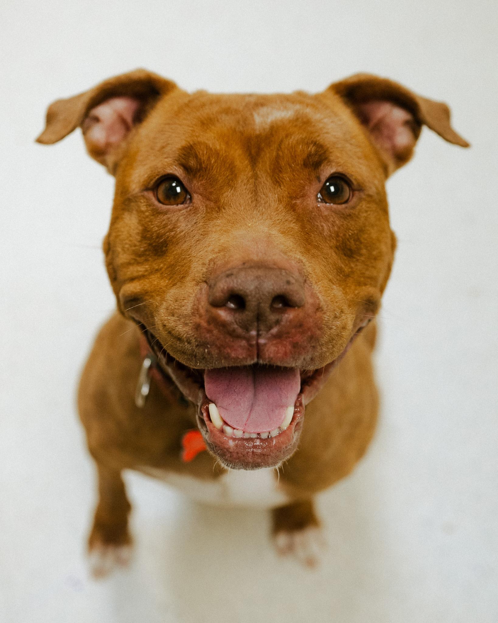 Enlarge Nutmeg, a ADOPTABLE mixed breed in Cincinnati, OH image 2/4