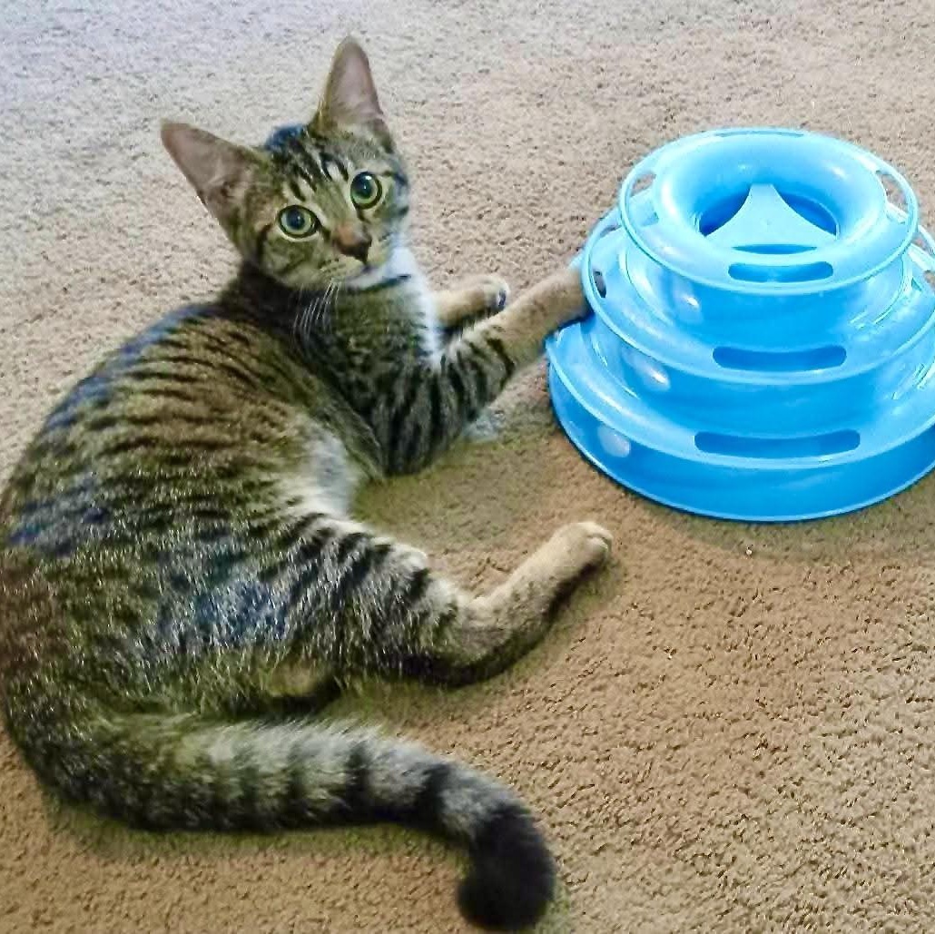 Enlarge Frodo, a Adoptable Domestic Short Hair in Fairview Heights, IL image 1/4