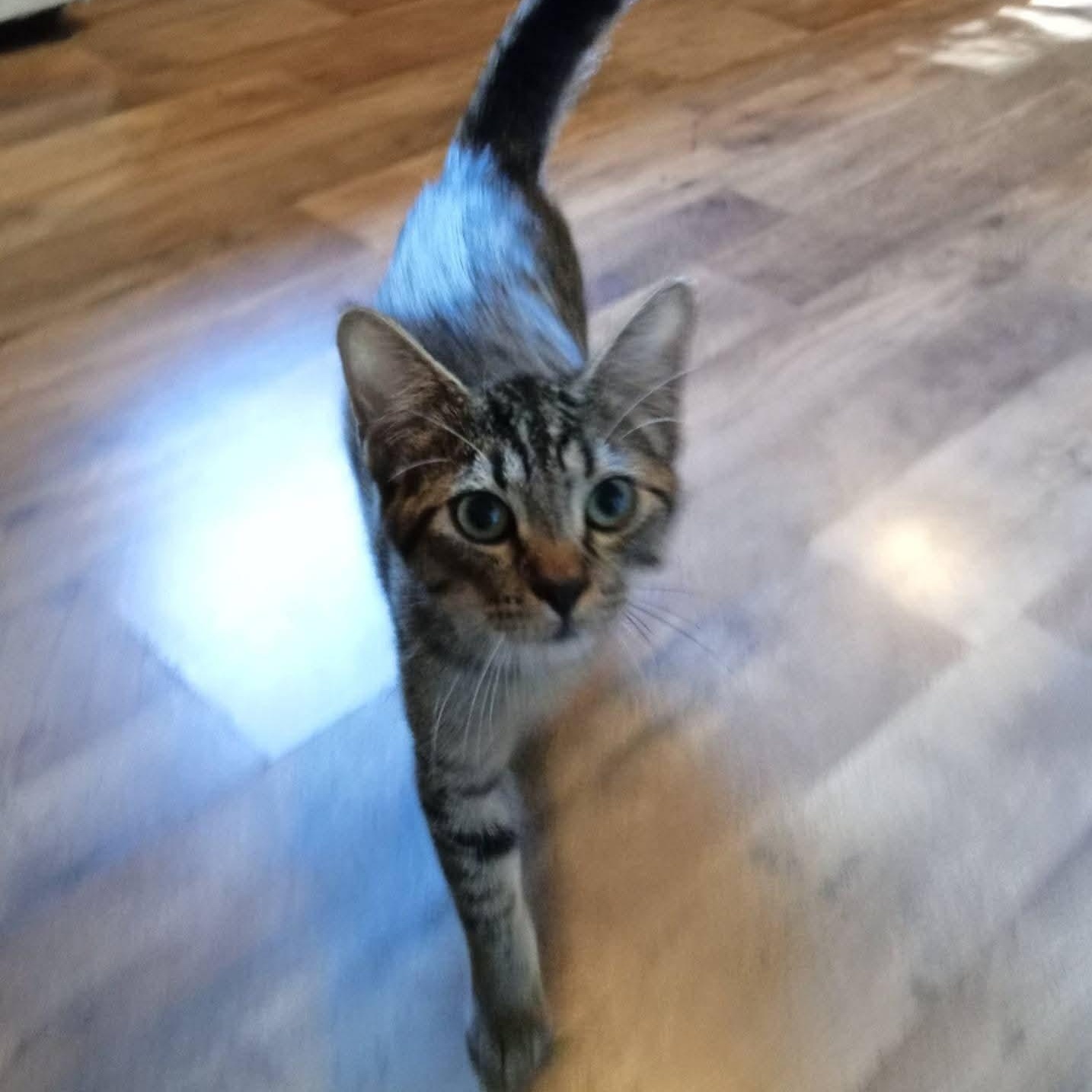Enlarge Frodo, a Adoptable Domestic Short Hair in Fairview Heights, IL image 3/4