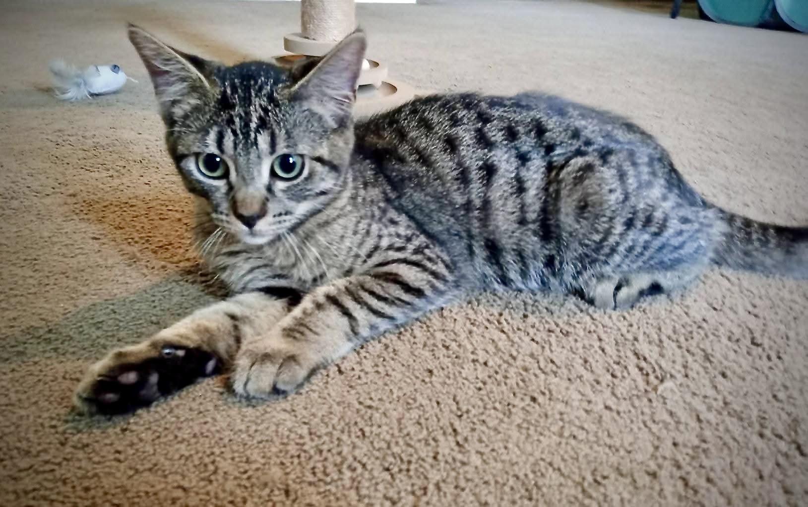 Enlarge Frodo, a Adoptable Domestic Short Hair in Fairview Heights, IL image 2/4