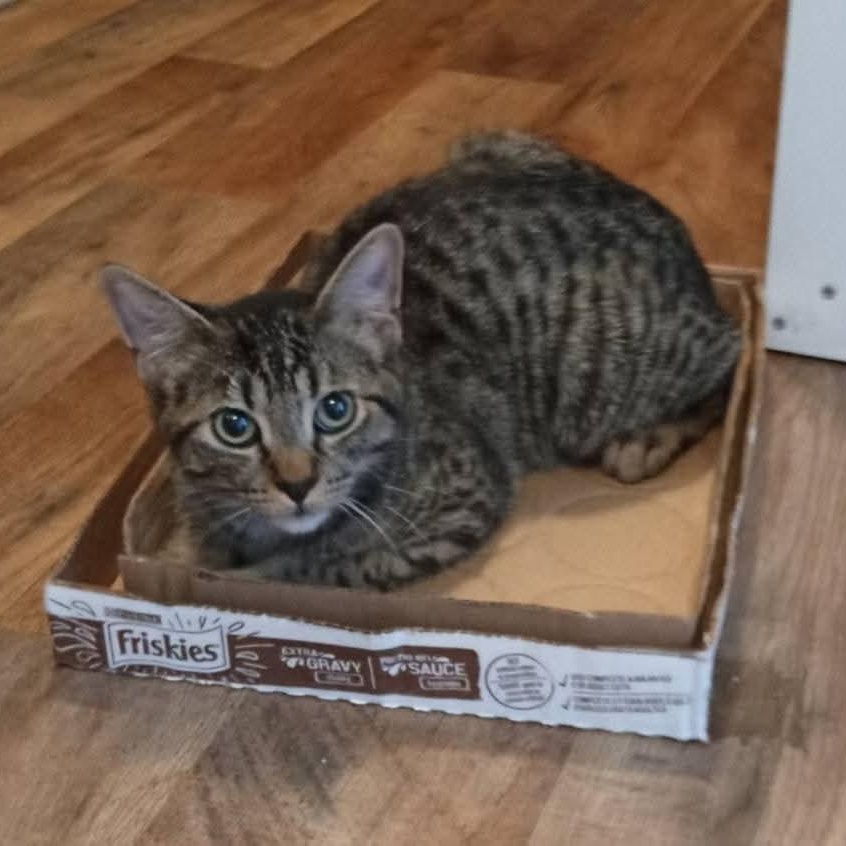 Enlarge Frodo, a Adoptable Domestic Short Hair in Fairview Heights, IL image 4/4