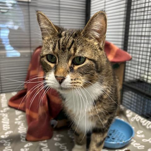 Enlarge Tabby Too, a Adoptable Domestic Short Hair in St. Louis, MO image 1/6