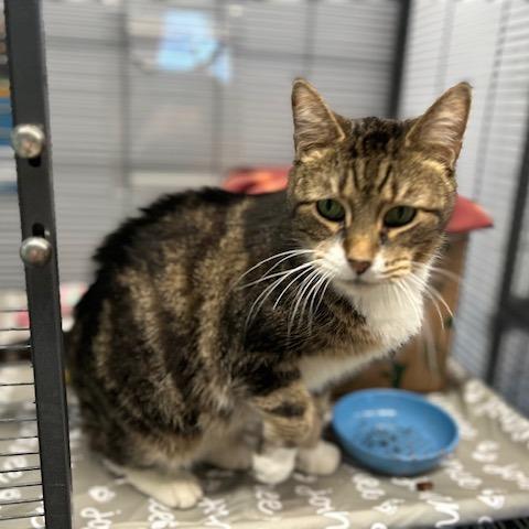 Enlarge Tabby Too, a Adoptable Domestic Short Hair in St. Louis, MO image 2/6