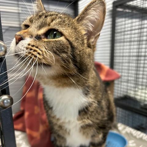 Enlarge Tabby Too, a Adoptable Domestic Short Hair in St. Louis, MO image 3/6