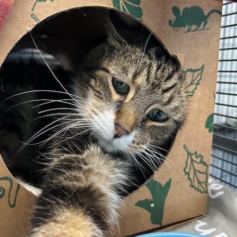 Enlarge Tabby Too, a Adoptable Domestic Short Hair in St. Louis, MO image 4/6