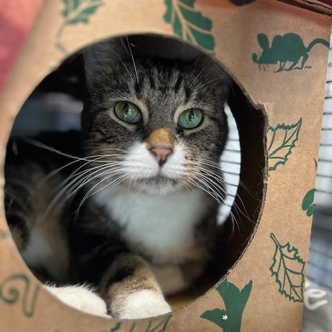 Enlarge Tabby Too, a Adoptable Domestic Short Hair in St. Louis, MO image 5/6