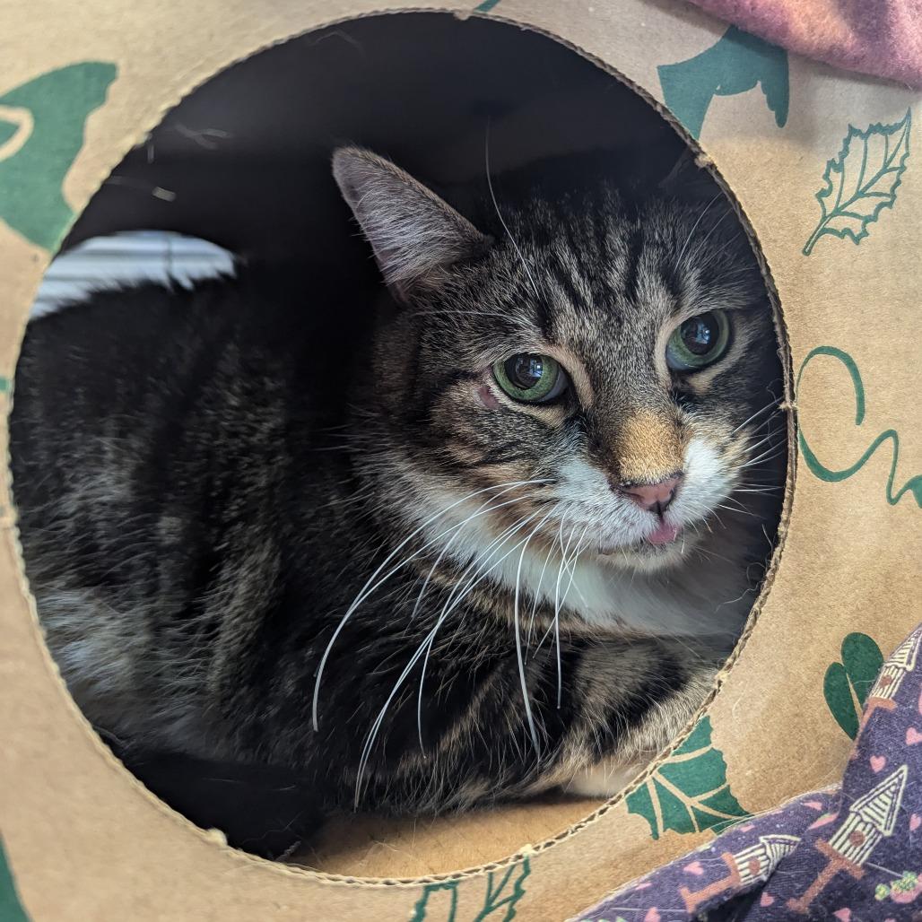 Enlarge Tabby Too, a Adoptable Domestic Short Hair in St. Louis, MO image 6/6