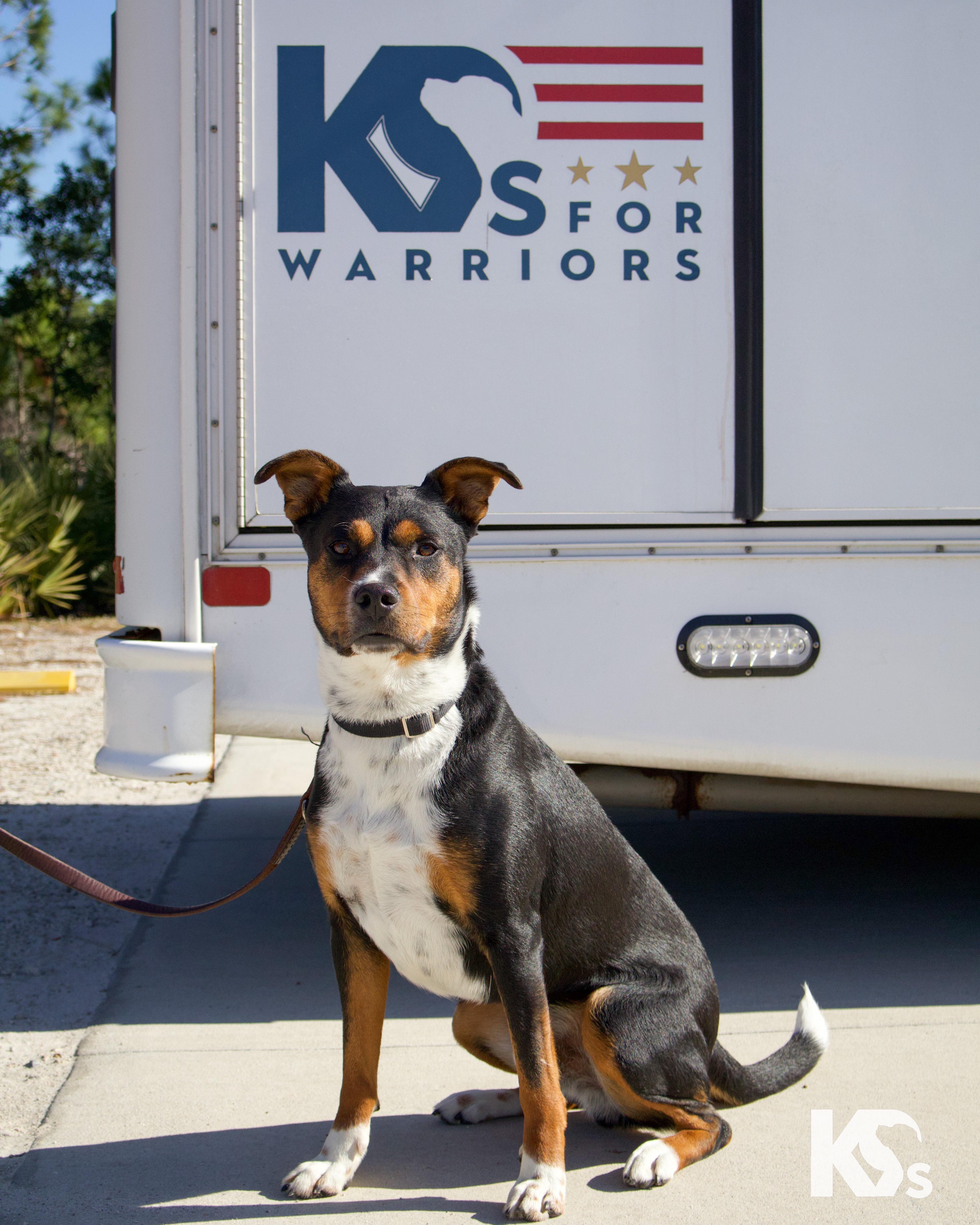 Enlarge Major , an adopted mixed breed in Ponte Vedra, FL image 2/4