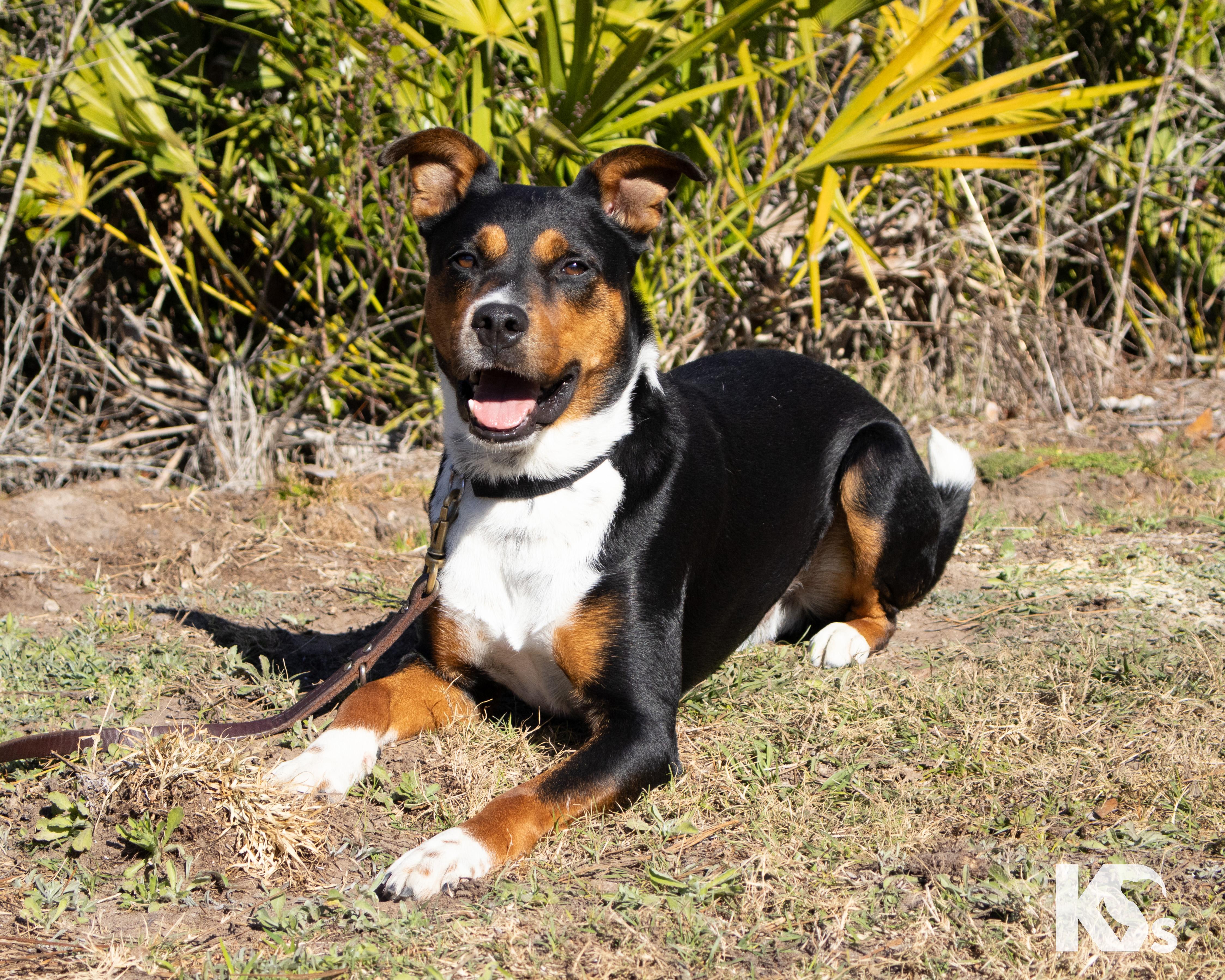 Enlarge Major , an adopted mixed breed in Ponte Vedra, FL image 3/4