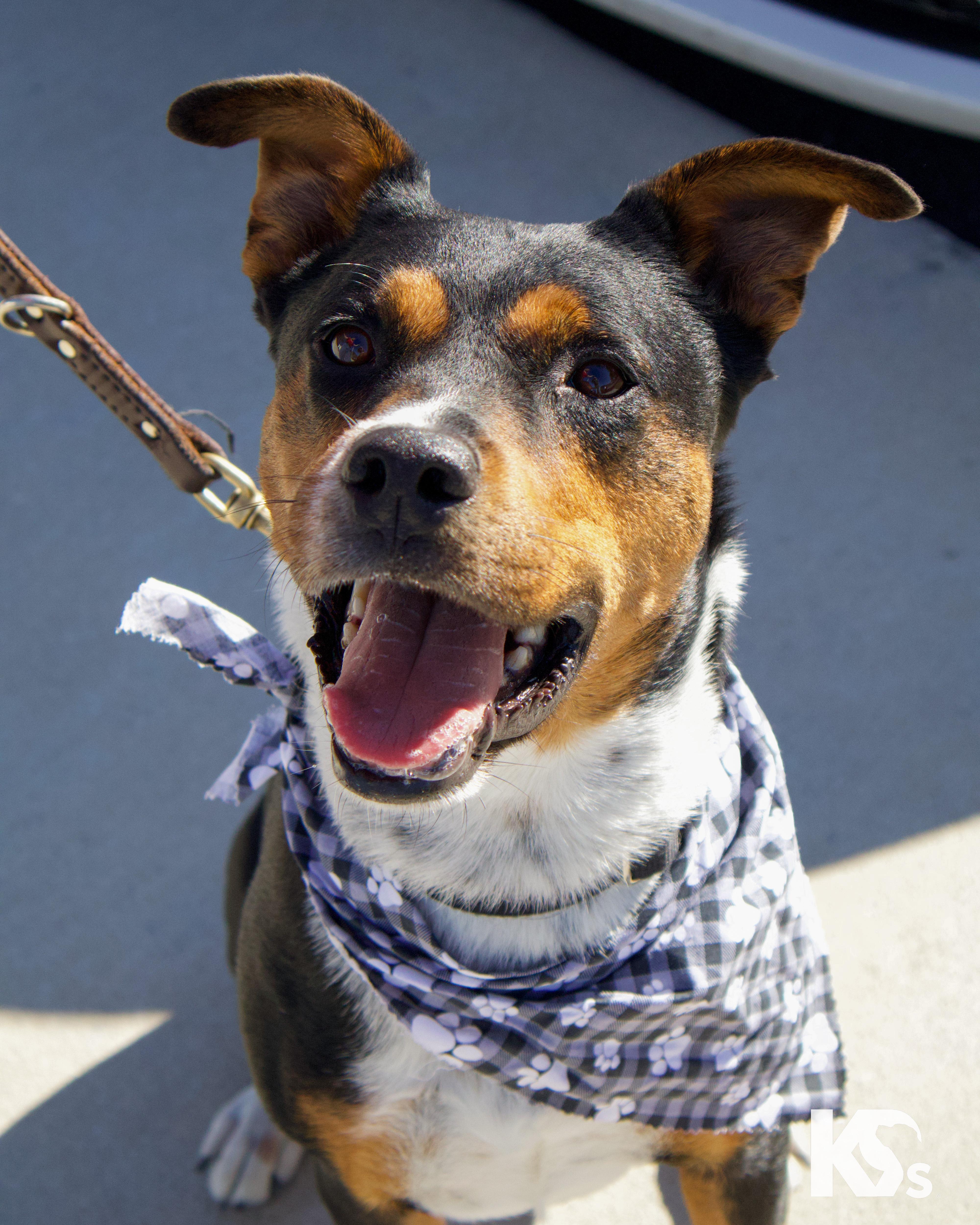 Major , adopted, Adult Male Entlebucher & Terrier.