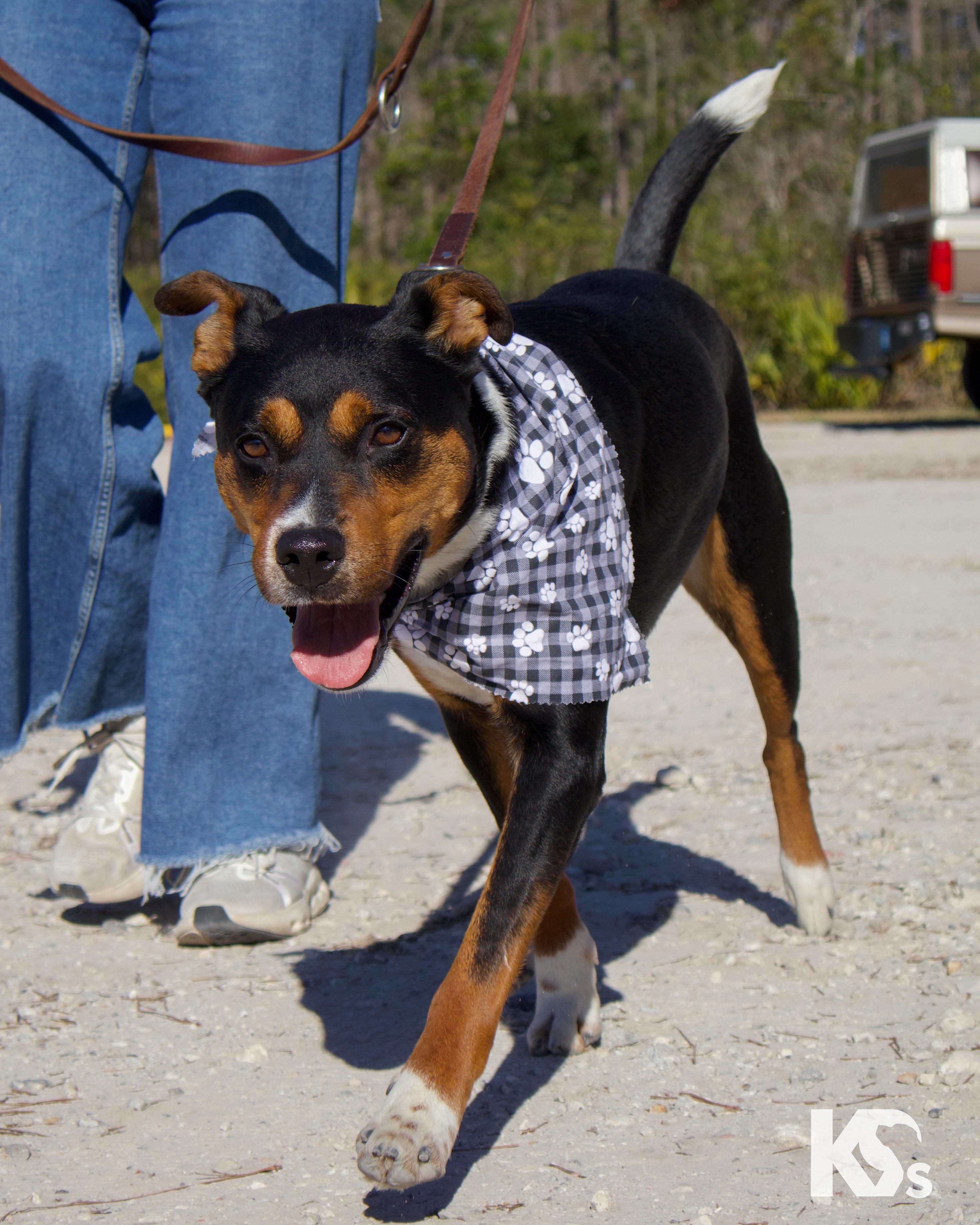 Enlarge Major , an adopted mixed breed in Ponte Vedra, FL image 4/4