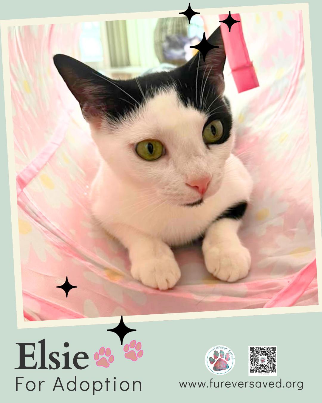 Enlarge Elsie, a Adoptable Domestic Short Hair in Miami, FL image 4/5