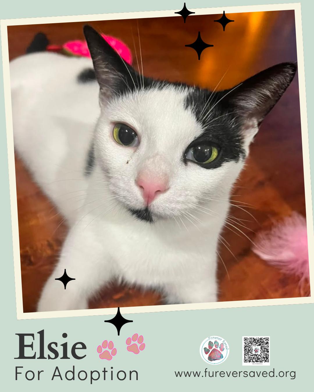 Enlarge Elsie, a Adoptable Domestic Short Hair in Miami, FL image 3/5