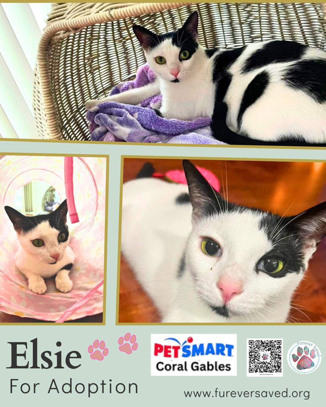 Elsie, Adoptable, Kitten Female Domestic Short Hair.