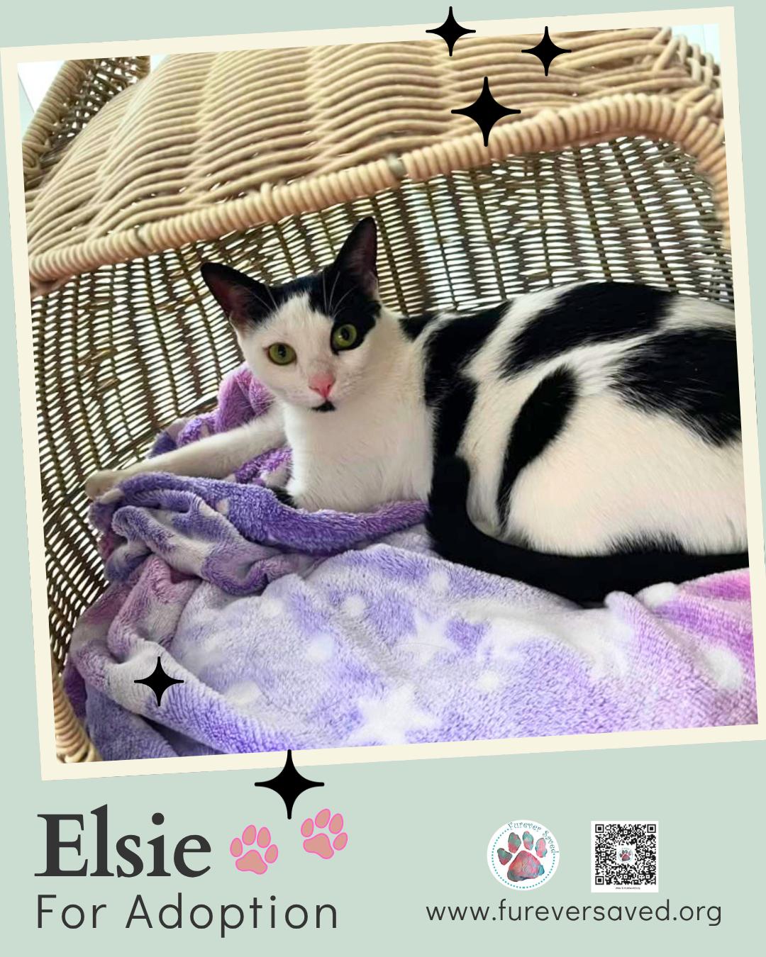 Enlarge Elsie, a Adoptable Domestic Short Hair in Miami, FL image 5/5