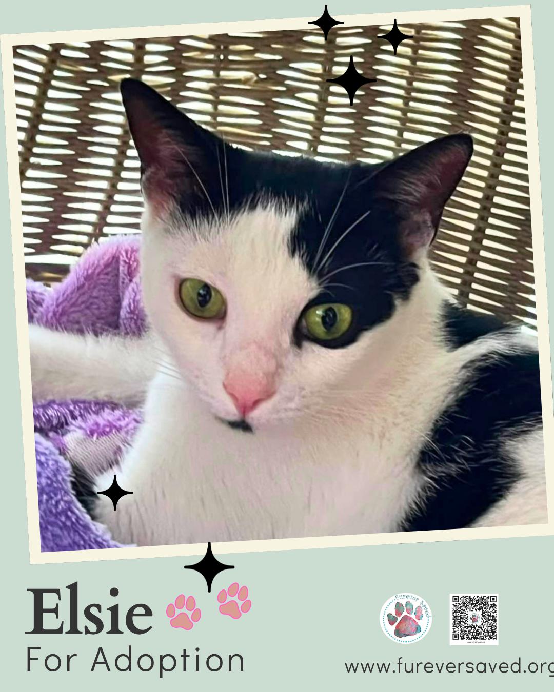Enlarge Elsie, a Adoptable Domestic Short Hair in Miami, FL image 2/5