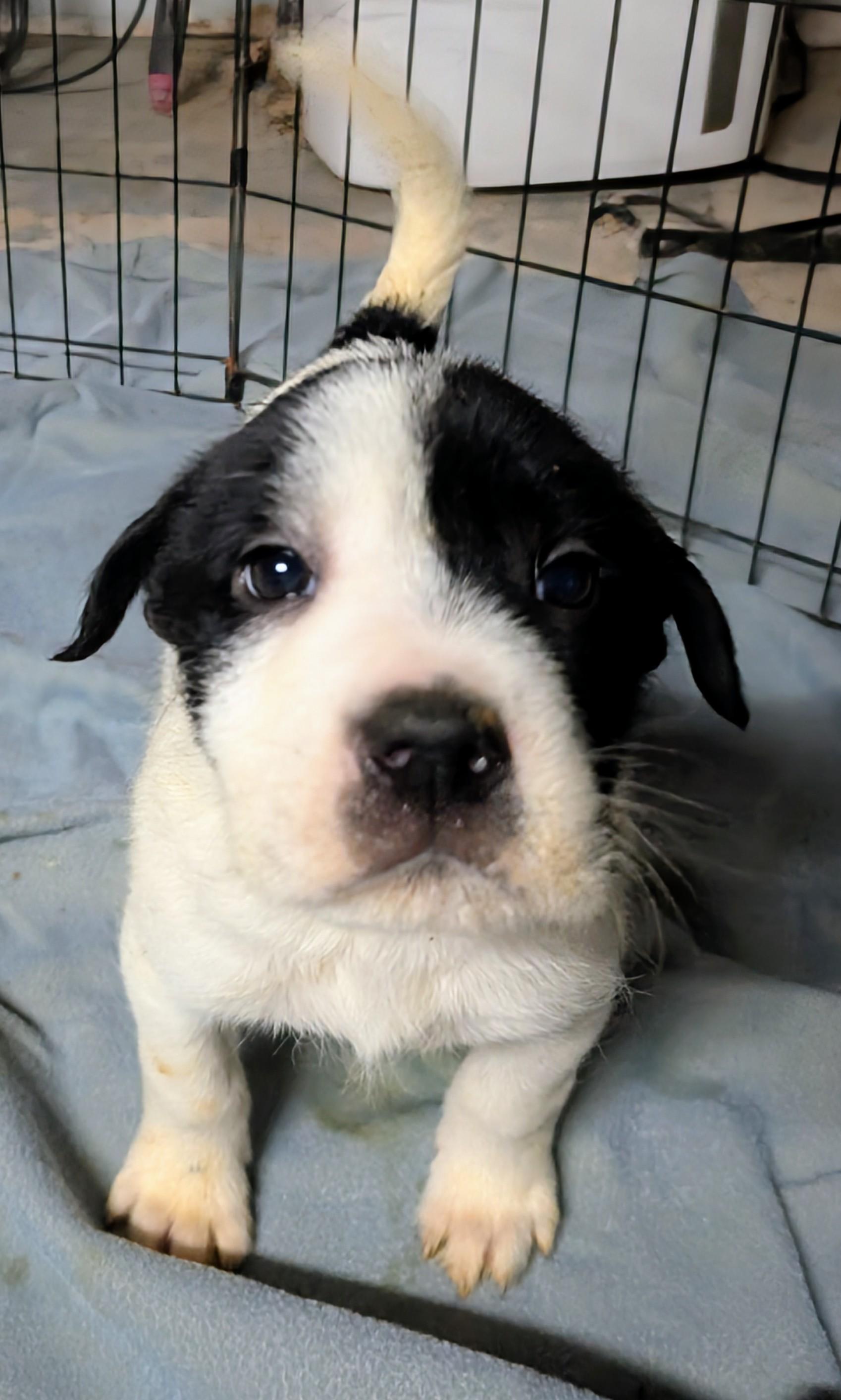 Enlarge Frosty, a ADOPTABLE mixed breed in Saint David, AZ image 4/4