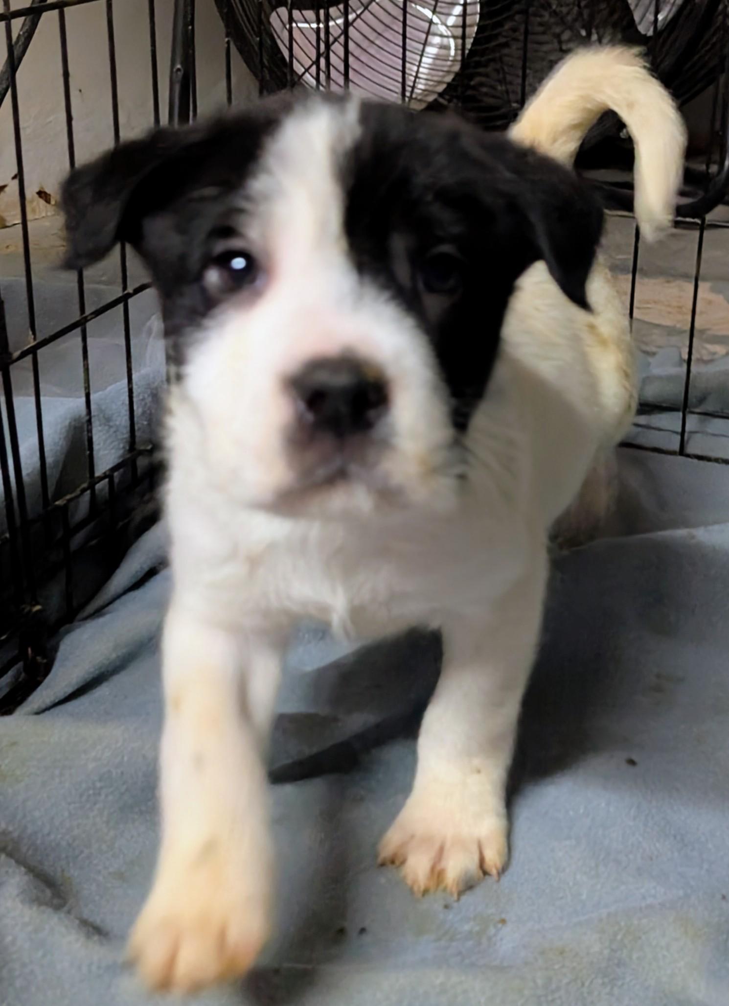 Enlarge Frosty, a ADOPTABLE mixed breed in Saint David, AZ image 2/4