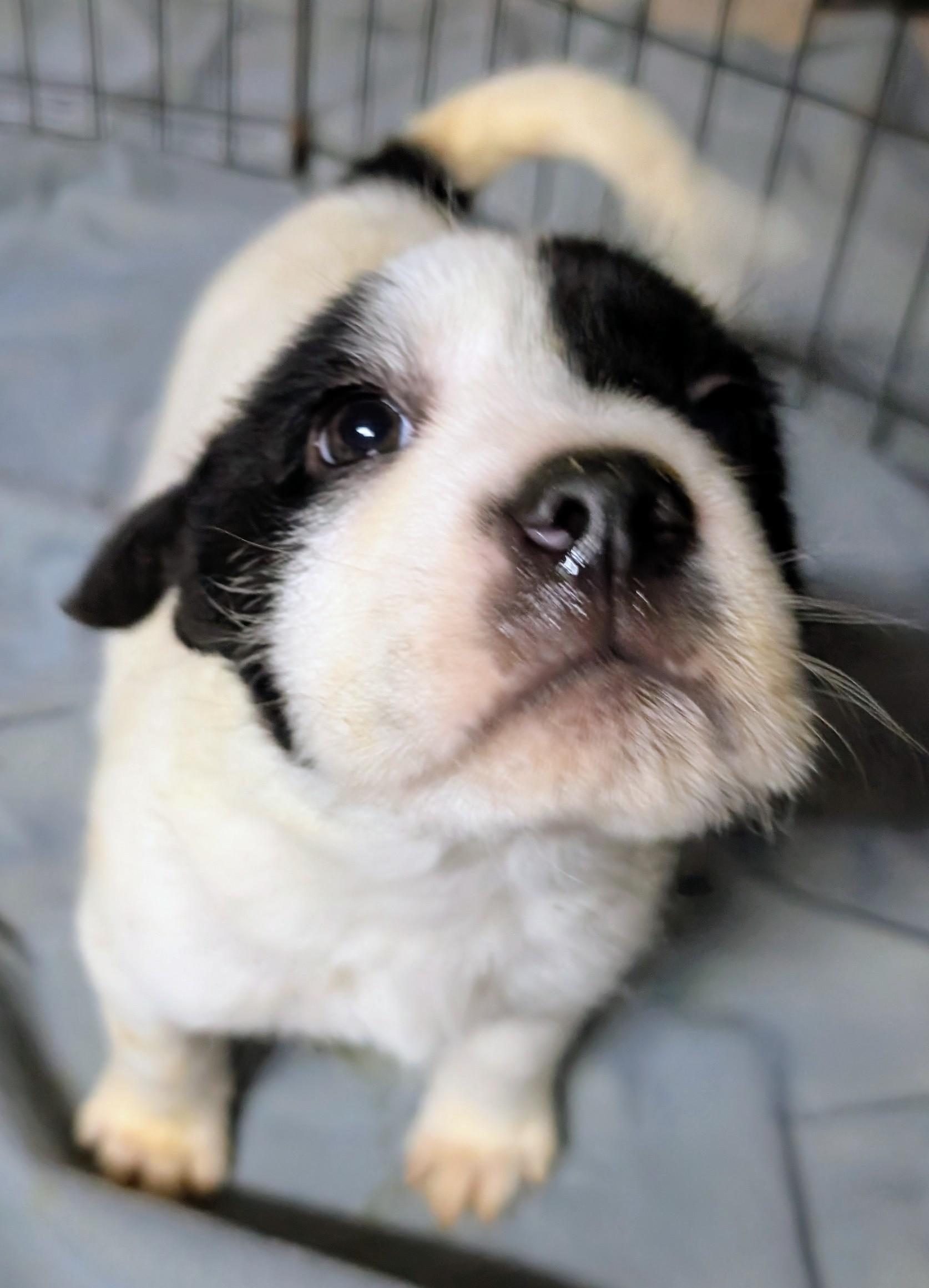 Frosty, ADOPTABLE, Puppy Male Cairn Terrier.