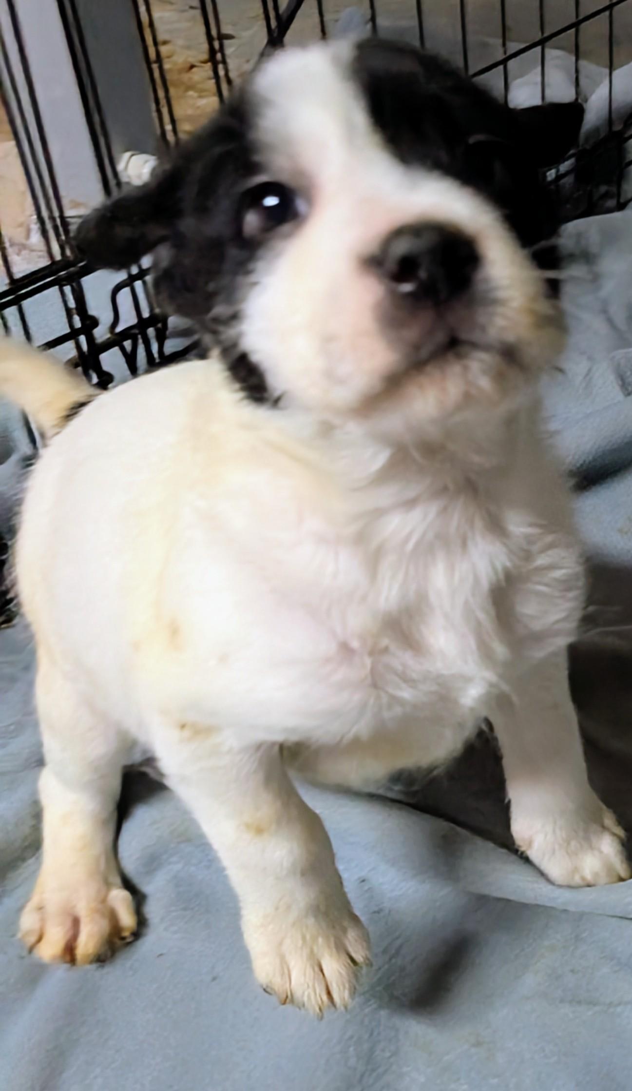 Enlarge Frosty, a ADOPTABLE mixed breed in Saint David, AZ image 3/4