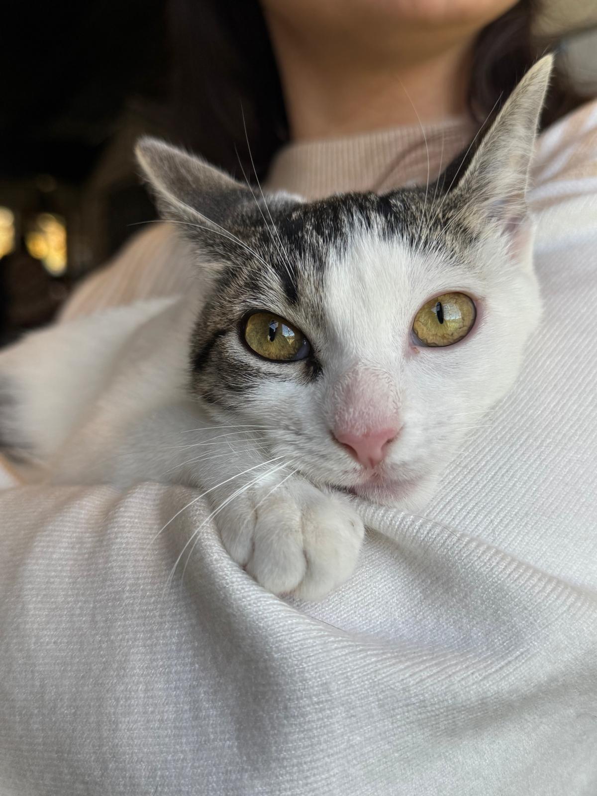 Paris - Bonded Pair with Persia