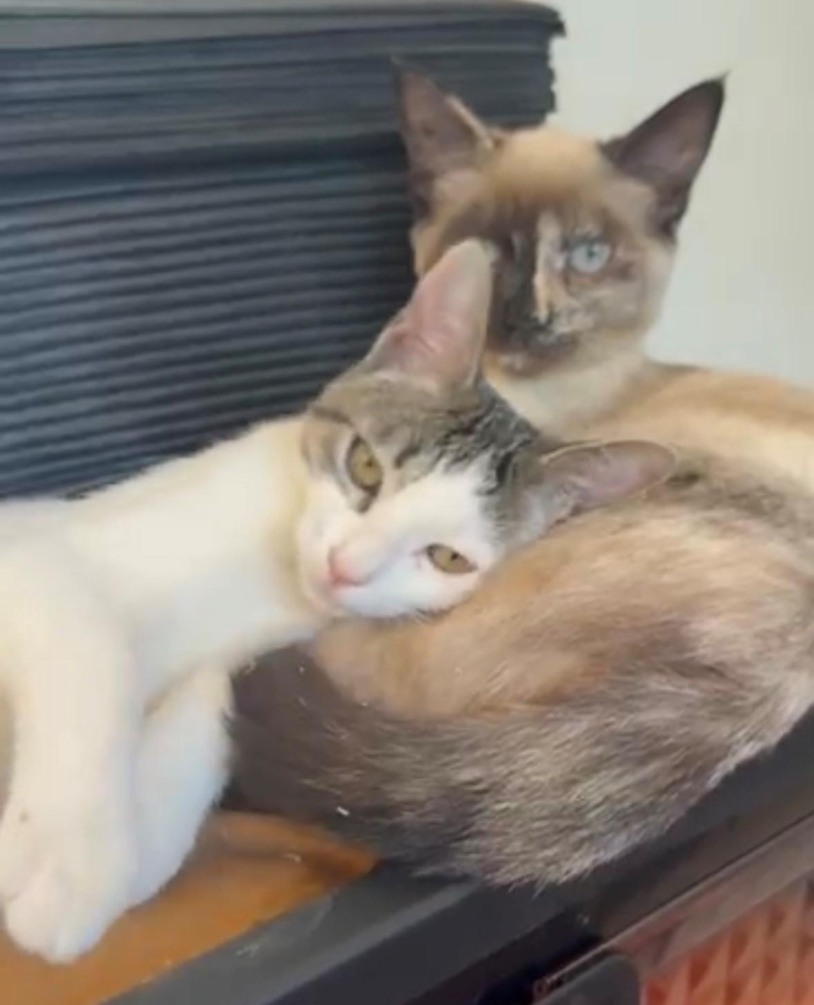 Paris - Bonded Pair with Persia