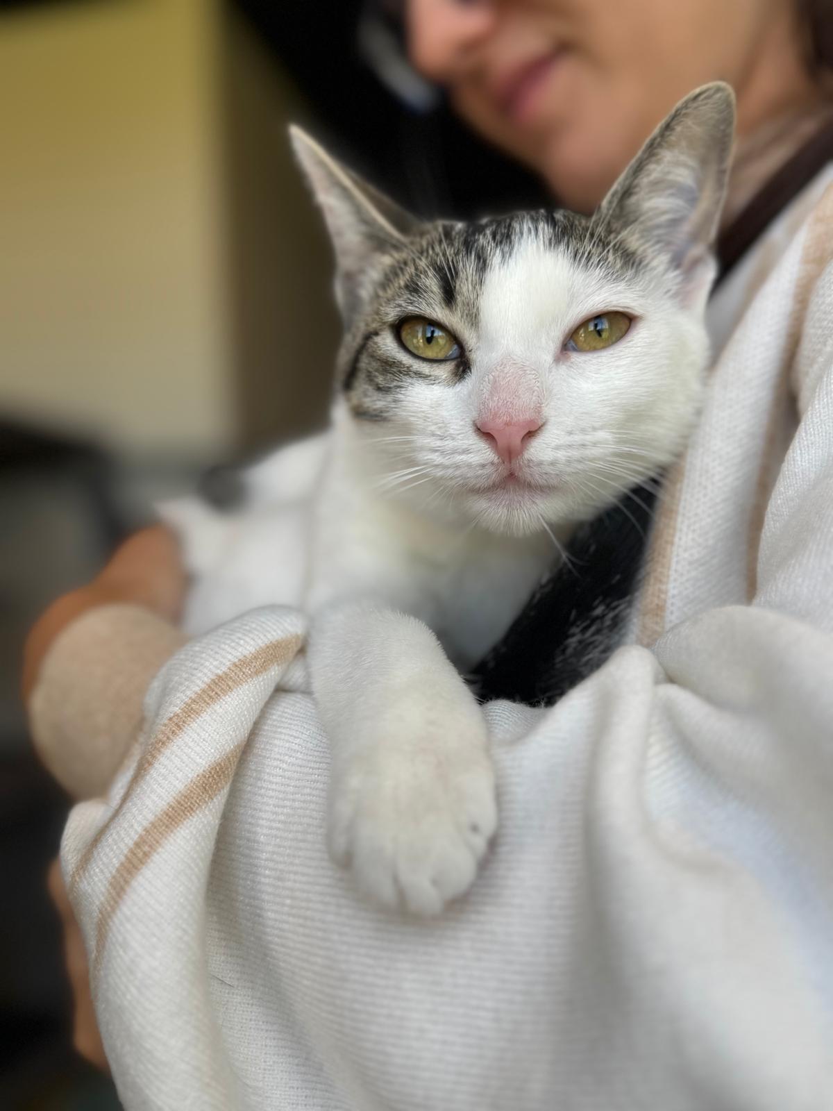 Paris - Bonded Pair with Persia