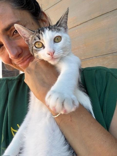 Paris - Bonded Pair with Persia