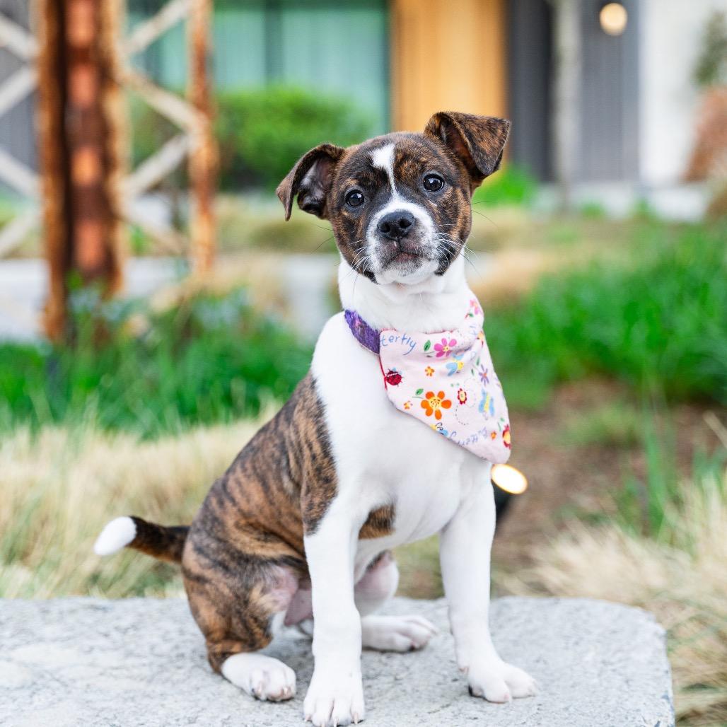 Enlarge Dahlia, a Adoptable mixed breed in Durham, NC image 1/6