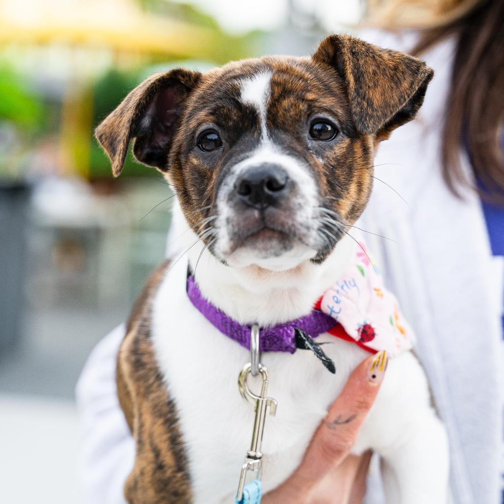 Enlarge Dahlia, a Adoptable mixed breed in Durham, NC image 2/6