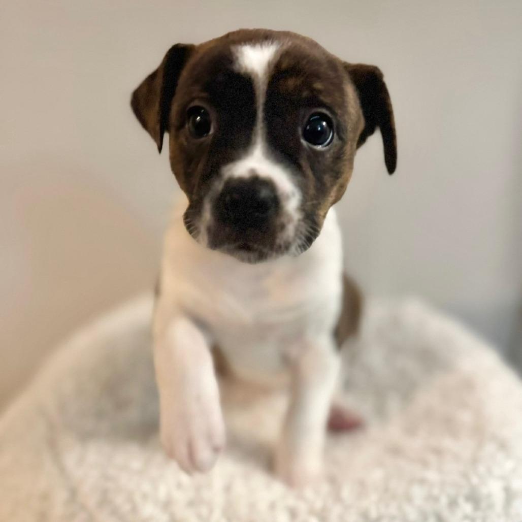 Enlarge Dahlia, a Adoptable mixed breed in Durham, NC image 4/6