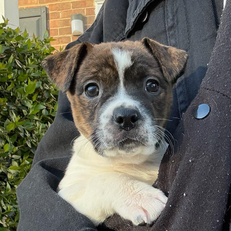 Enlarge Dahlia, a Adoptable mixed breed in Durham, NC image 5/6