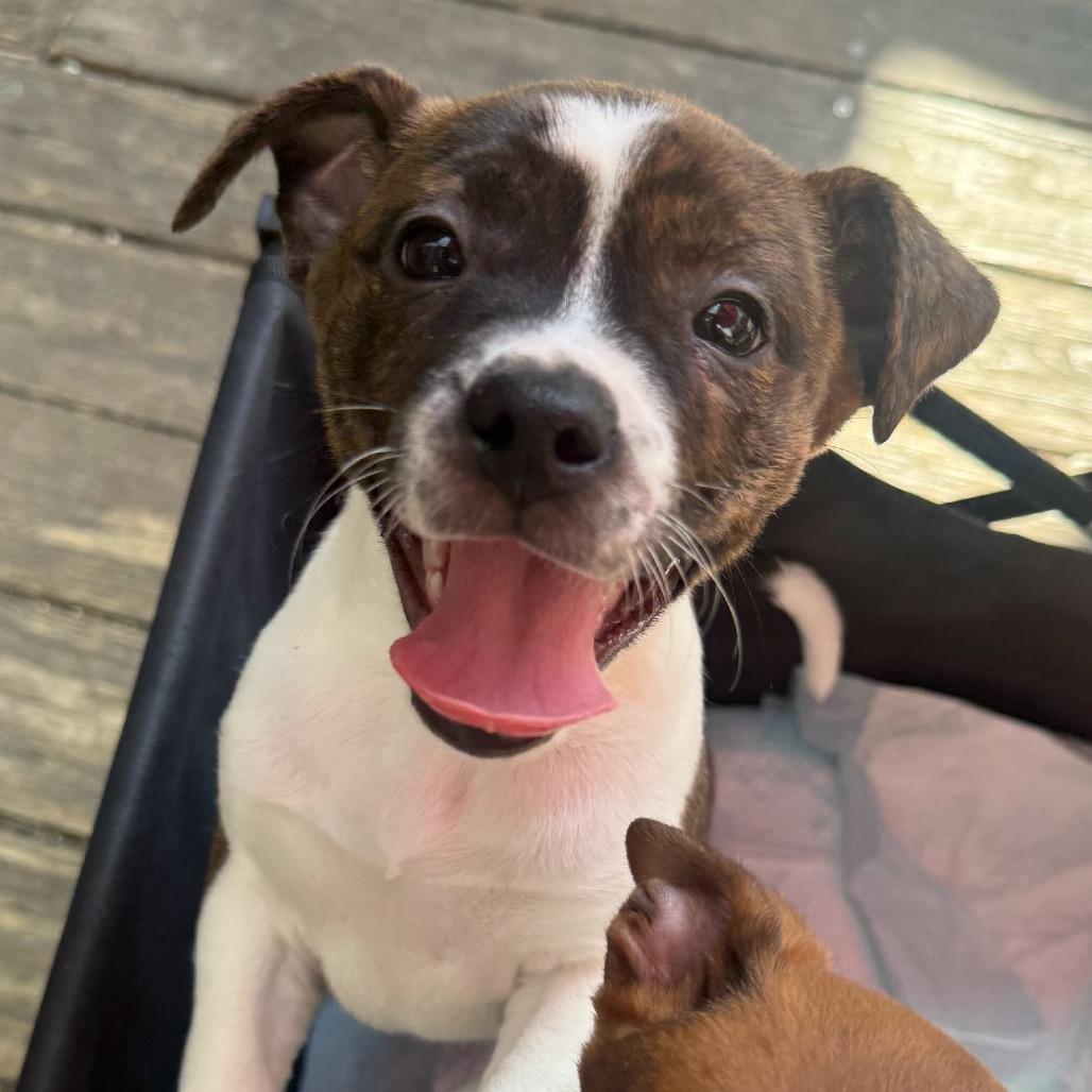 Enlarge Dahlia, a Adoptable mixed breed in Durham, NC image 6/6