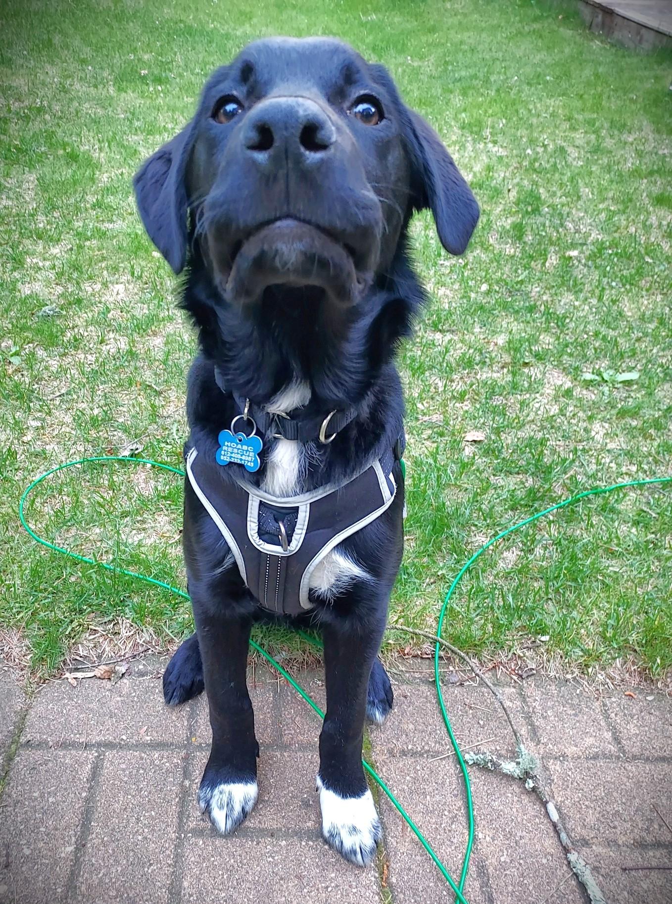 Robin (private rehoming), a ADOPTABLE mixed breed in Bellingham, WA image 1/5