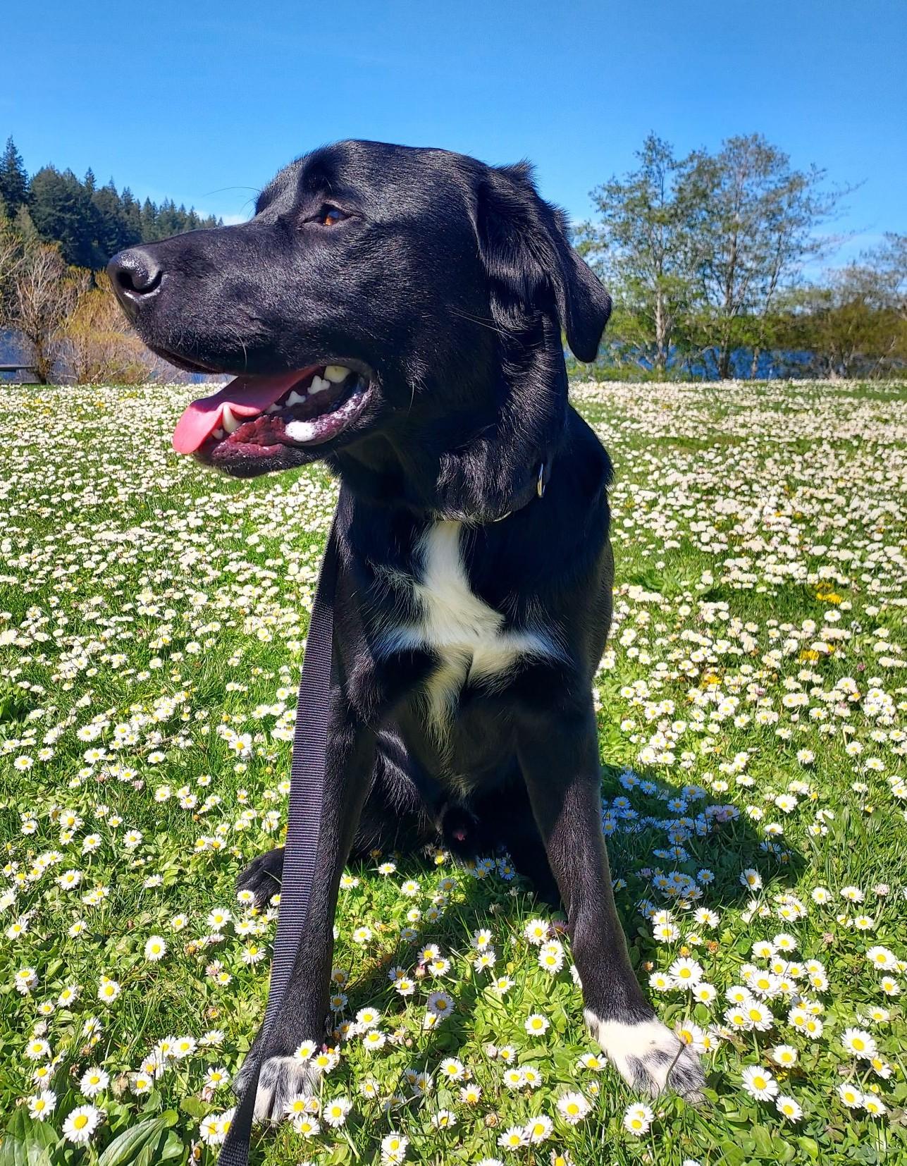 Robin (private rehoming), ADOPTABLE, Young Male Black Labrador Retriever & Border Collie.