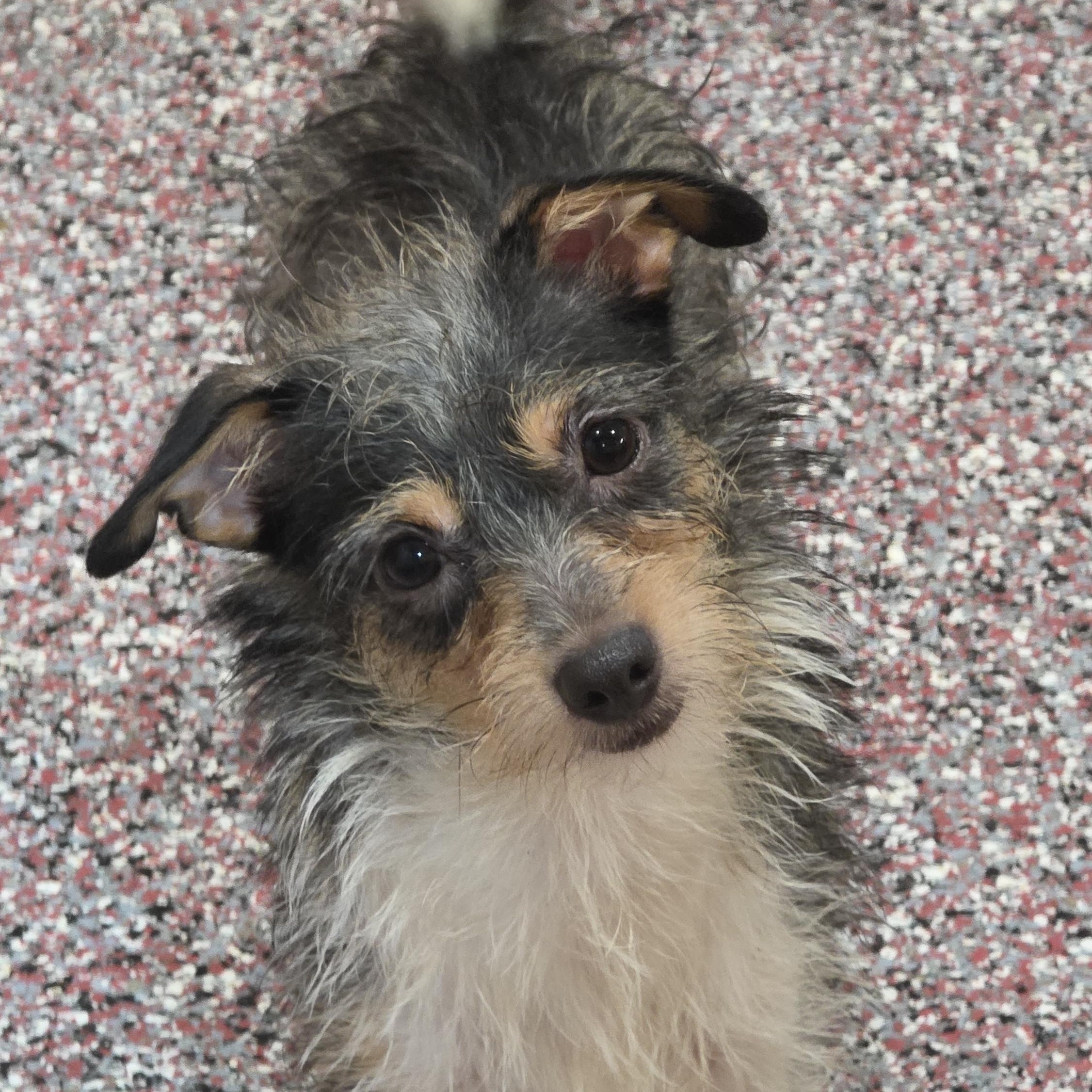 Enlarge Dragon, a Adoptable mixed breed in Wheelersburg, OH image 3/4